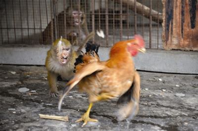 猴跟雞